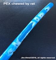 PEXchewedbyrat1